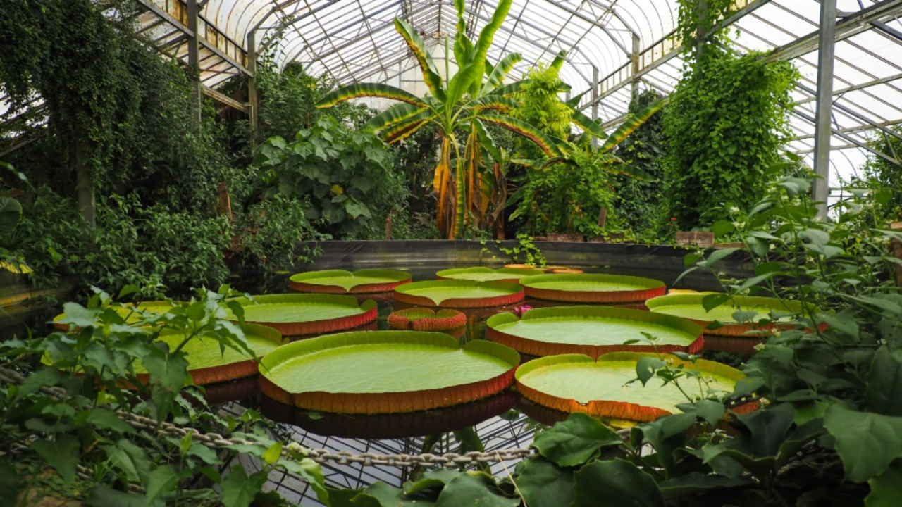 Ventnor Botanic Garden