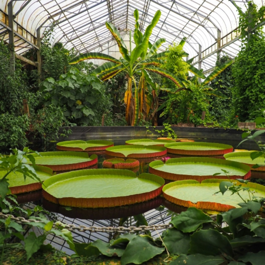 Ventnor Botanic Garden